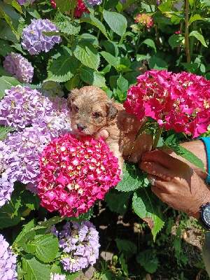 A 'Ulysse aux bonheurs des canins 
