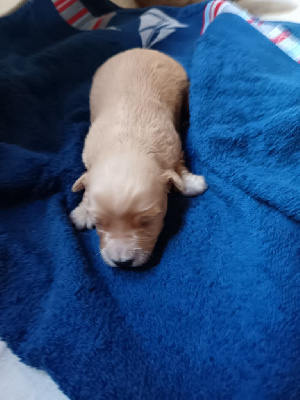 CHIOT 3