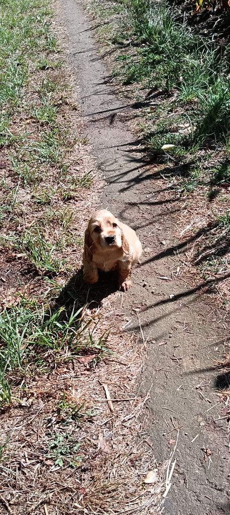 Au Bonheur Des Canins - Chiots disponibles - Cocker Spaniel Anglais