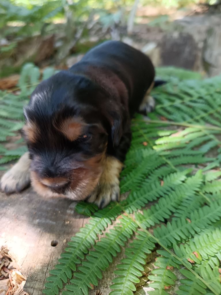 Au Bonheur Des Canins - Chiots disponibles - Cocker Spaniel Anglais