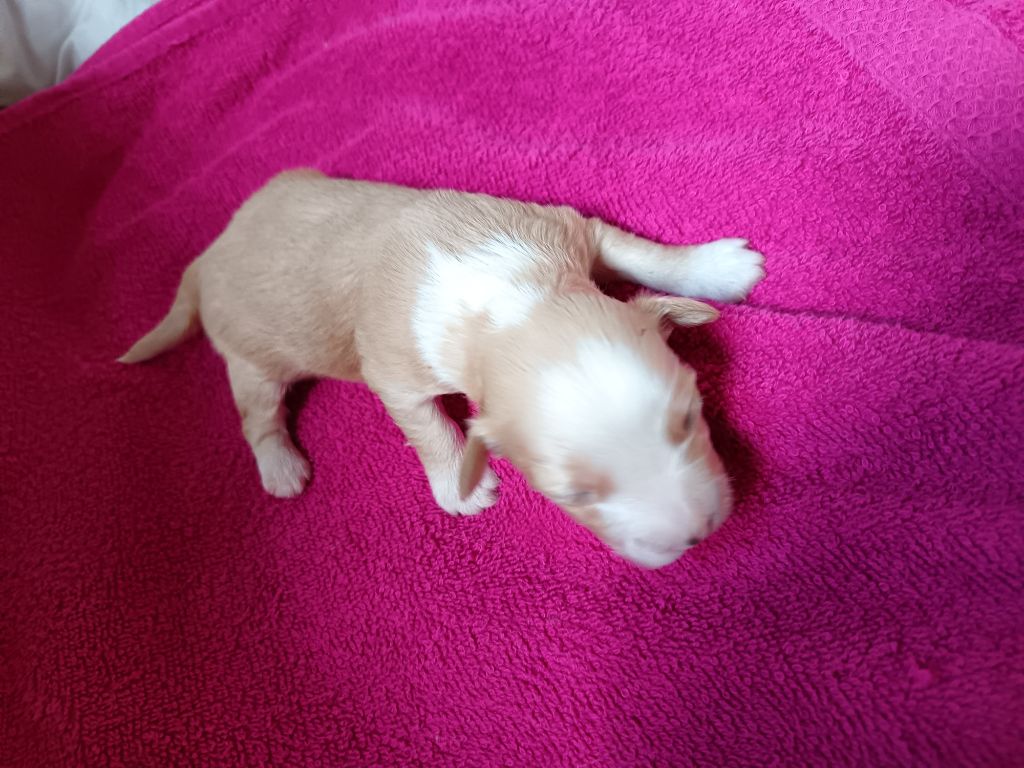 Au Bonheur Des Canins - Chiots disponibles - Bichon Havanais