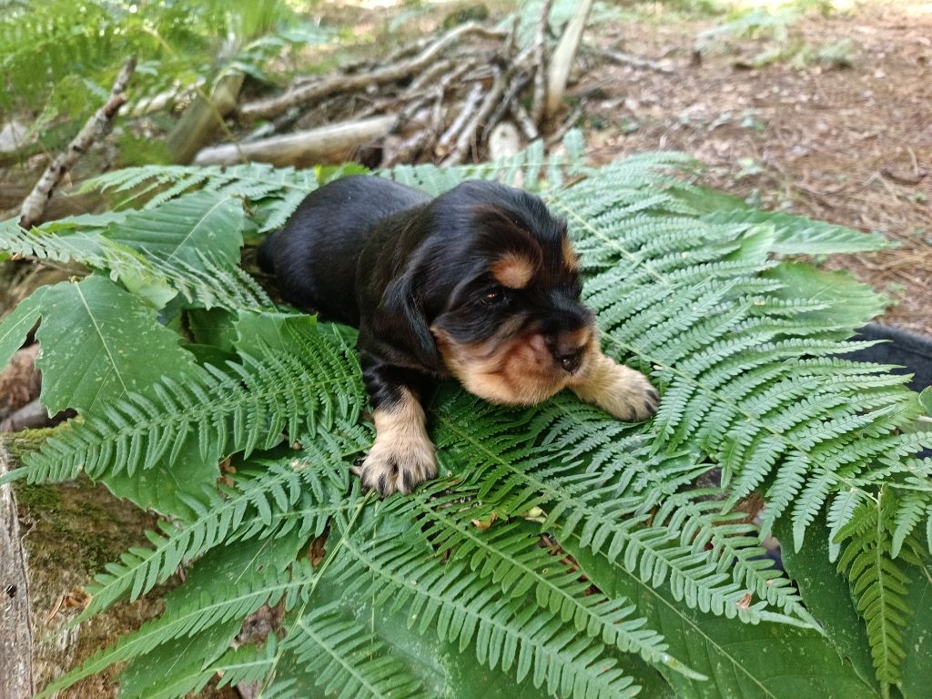 Au Bonheur Des Canins - Chiots disponibles - Cocker Spaniel Anglais